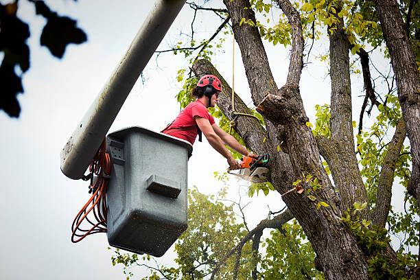 Best Leaf Removal  in Shorewood Tower Hills Harbert, MI